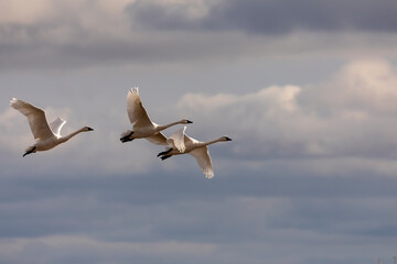 Wall Mural - The trumpeter swan (Cygnus buccinator) in flight