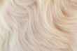 Abstract close-up white fur texture background