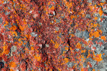 Macro Texture Of Orange Red Lichen Moss Growing On Mountain Rock