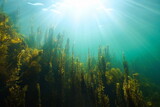 Fototapeta  - Underwater seascape natural sunlight and algae in the ocean, (mostly brown seaweed Sargassum muticum) Eastern Atlantic, Spain, Galicia