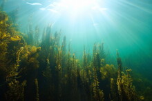 Underwater Seascape Natural Sunlight And Algae In The Ocean, (mostly Brown Seaweed Sargassum Muticum) Eastern Atlantic, Spain, Galicia