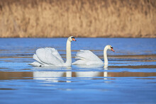 Mute Swans Couple In The Lake (Cygnus Olor)