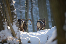 Mouflon Rams In Winter Snowing Forest