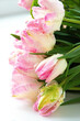 tender light rosy pink tulips laying on the window close up selective focus defocused