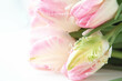 tender light rosy pink tulips laying on the window close up selective focus defocused
