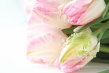 Fototapeta Tulipany - tender light rosy pink tulips laying on the window close up selective focus defocused