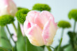 tender light rosy pink tulips bouquet on the window close up selective focus defocused