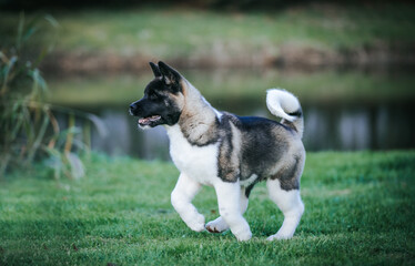 Poster - American akita cute puppy outside in the beautiful park. Akita litter in kennel photoshoot.	