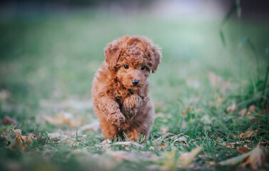 Sticker - beautiful red poodle in the colorful autumn. dog in gold park. toy poodle puppy