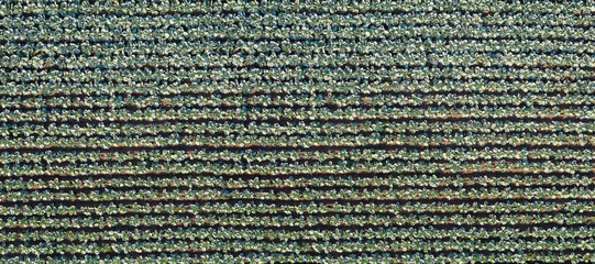 Aufkleber - Aerial view of a rows of cabbage in an agricultural field	