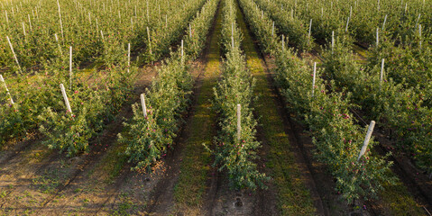 Aufkleber - Aerial view of the apple orchard	
