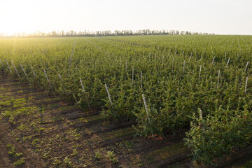 Aufkleber - Aerial view of the apple orchard	