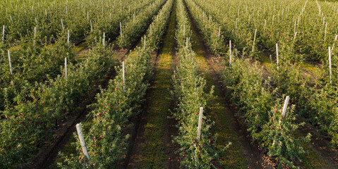 Aufkleber - Aerial view of the apple orchard	