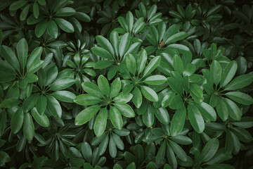 Wall Mural - Natural background of green leaves