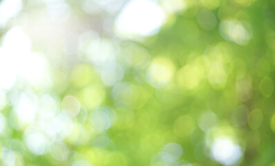 Wall Mural - Natural green bokeh from tree abstract background