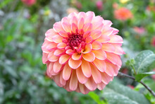 Pale Pink And Yellow 'Foxy Lady' Pompon Dahlia Flower On A Green Background