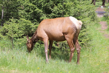 Beautiful deer is playing in the forest. Wonderful road trip through Banff and Jasper national park in British Columbia, Canada. An amazing day in Vancouver. What a beautiful nature in Canada.