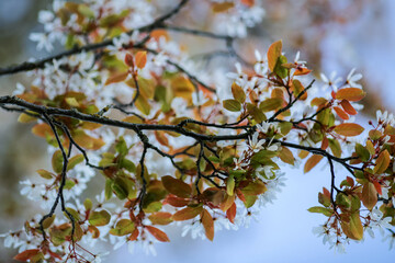 Canvas Print - Spring background