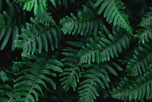 Tropical Green Exotic Leaf Background Texture