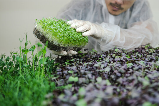 vegan micro greens. growing germinated seeds of microgreens close-up. healthy food concept.