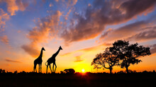 Amazing Sunset And Sunrise.
Panorama Silhouette In Africa With Sunset, Dramatic Sunrise Safari. African Giraffe Theme.