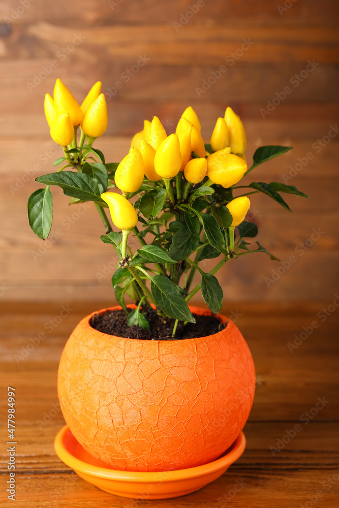 Pepper tree in pot on wooden background