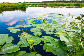 Wall Mural - floating water lilies in one of the many water filled ditches in the dutch polder landscape