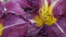 Close-up Of A Purple Daylily In An European Garden On A Summer Evening