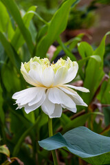 Wall Mural - elegance white lotus blooming with green leaves. solf clean water lilly petal blossom peaceful