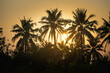 Silhouette of coconut trees at sunset in Thailand