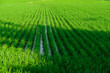 bright green and beautiful rice fields