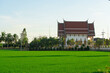 The Thai temple is located near a bright and beautiful green rice field.