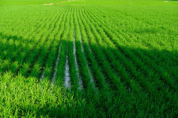 Wall Mural - bright green and beautiful rice fields