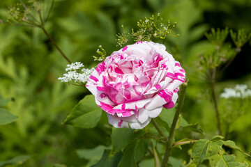 Old pink-white striped flowers of Damask Apothecarys Rose 'Versicolor