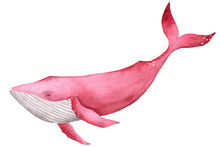 Watercolor Hand Drawn Illustration With Long Pink Whale Isolated On White. Hand Drawing With A Marine Mammals. Kids Products, Print, Fabrics, Wallpapers.