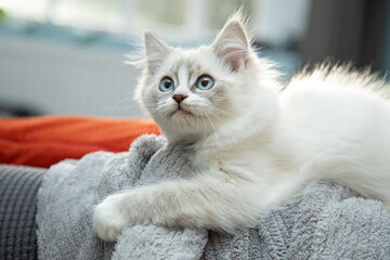 Blue Lynx Mitted Ragdoll Cute Kitten