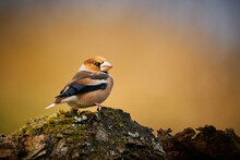 Hawfinch (Coccothraustes Coccothraustes) Sitting In The Branch