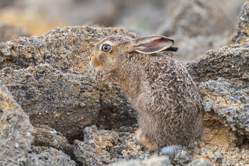 portrait of vigilant european hare lepus europeaus hiding in stones and relying on camouflage
