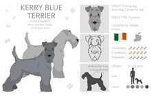 Kerry Blue Terrier Clipart. Different Poses, Coat Colors Set
