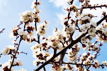 Wall Mural - Spring garden. Blooming trees in the garden. Bright colorful spring flowers. Nature.Spring background. Macro