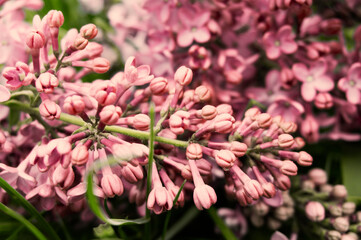 Wall Mural - Spring landscape. Blooming lilac close-up. Branches of beautiful lilac flowers. Bright spring background with lilac.Lilac flowers