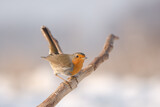 Fototapeta  - Ptak rudzik zimową porą na gałązce.