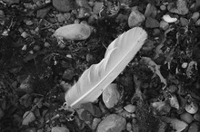 Black And White Horizontal Photo Of White Feather Lying On The Ground.  See Weeds, Pebbles And Small Seashells.