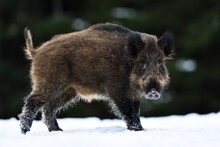 Wild boar walking on snow at wintertime