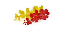 Red And Yellow Barberry Branch, Isolated On A White Background.