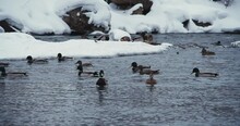 Ducks Swim On The Lake In Winter, A Flock Of Ducks Is Preparing To Fly To Warm Countries, Wild Ducks Winter On A Warm Pond, Many Birds On The Pond