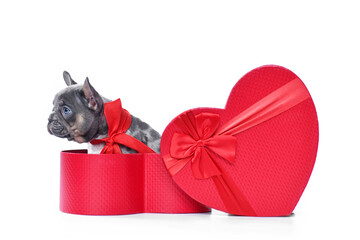 Wall Mural - Merle French Bulldog dog puppy in Valentine's Day gift box in shape of red heart on white background