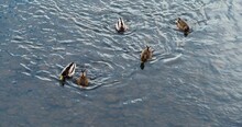 Ducks On The Ice Of The Lake. Duck And Drake In The Water. Urban Wild Waterfowl.