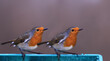 From the series the life of robins. A pair of robins on a feeding trough, against a blurred brown background ...