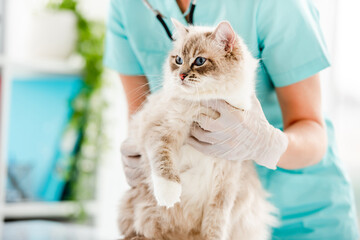 Wall Mural - Ragdoll cat at veterinerian clinic